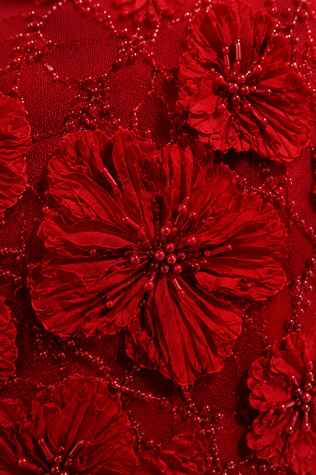 CAMELIA 5
